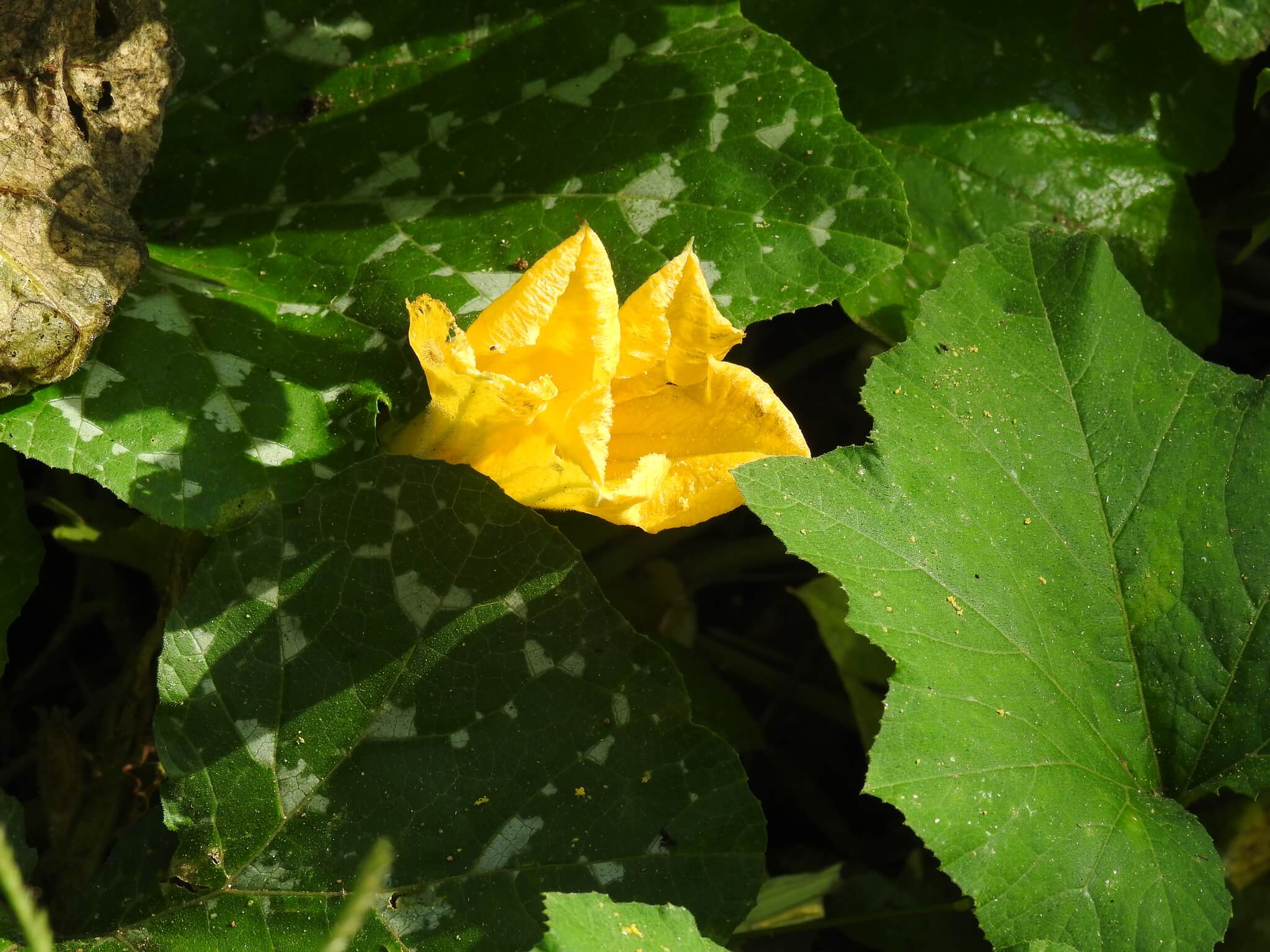 Cucurbita argyrosperma